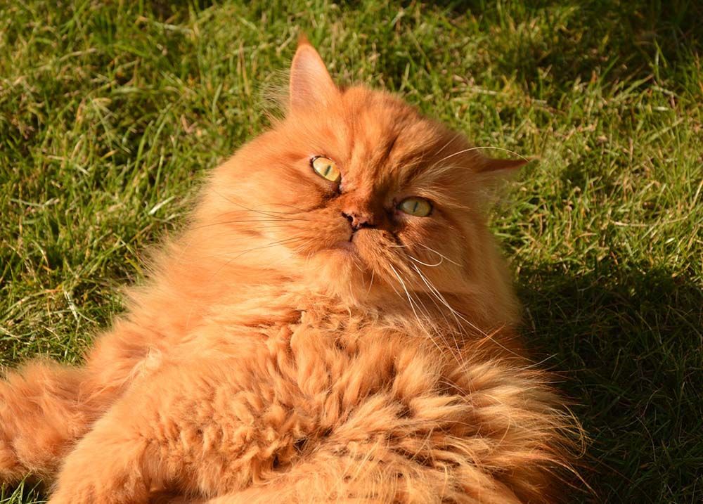 Gato persa dorado