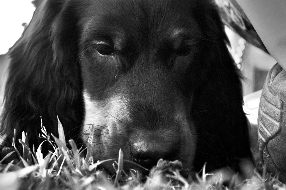 Lleve a su Gordon Setter periódicamente al veterinario para prevenir cualquier enfermedad