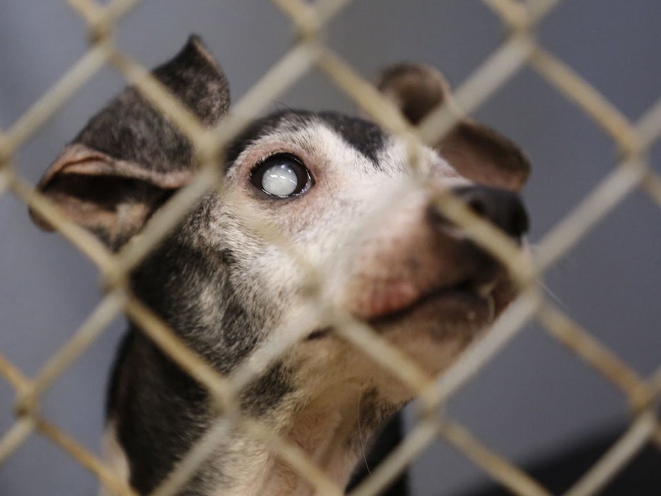 Hombre tenía 64 galgos en malas condiciones