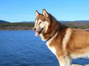Gracias al Husky Siberiano la población de Nome, Alaska, se salvó de una epidemia de difteria.