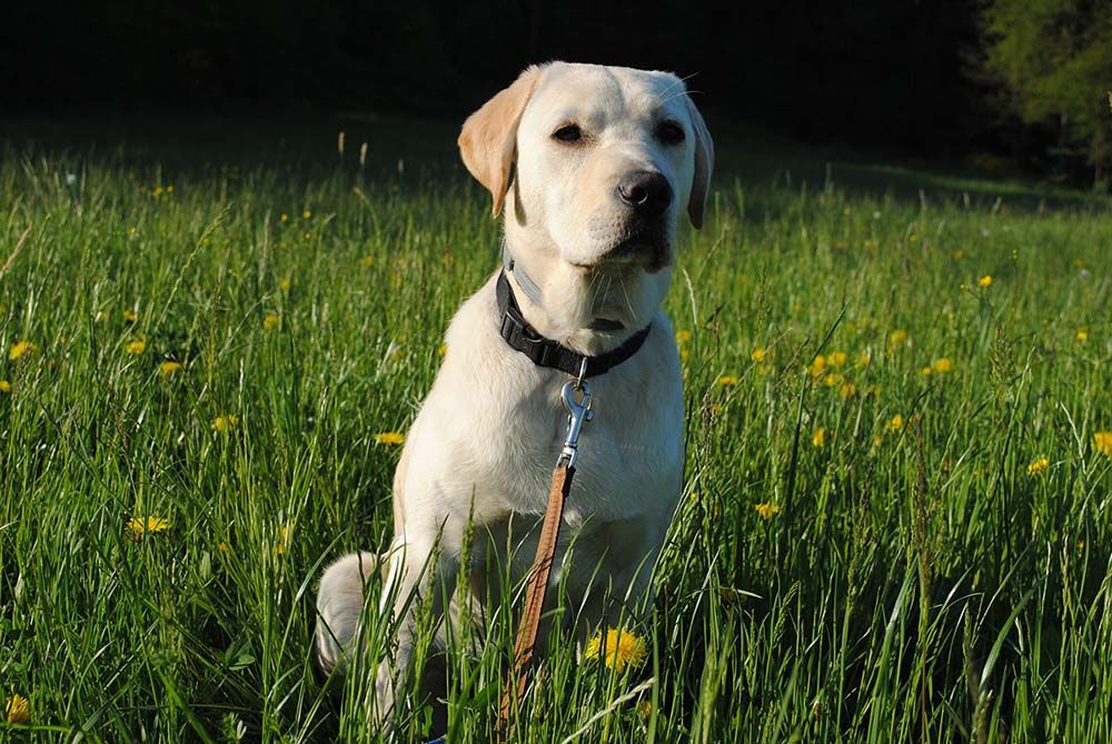 Labrador retriever, cuidados, características y