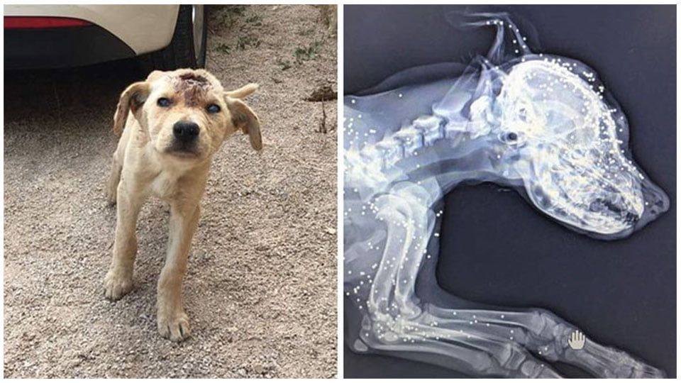Le dispararon docenas de veces a este perro sin hogar