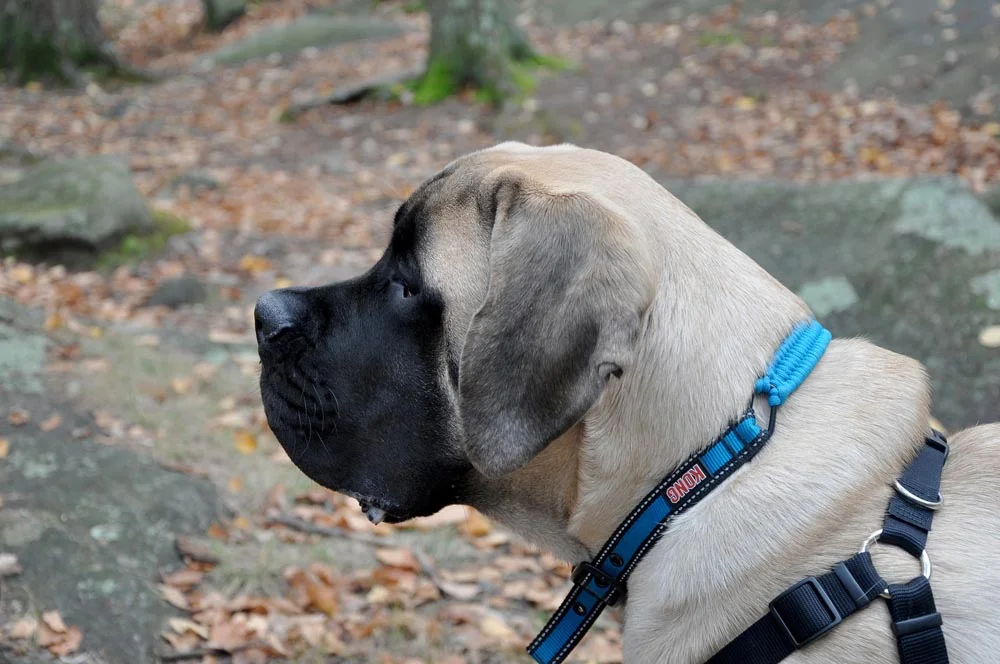 Old English Mastiff