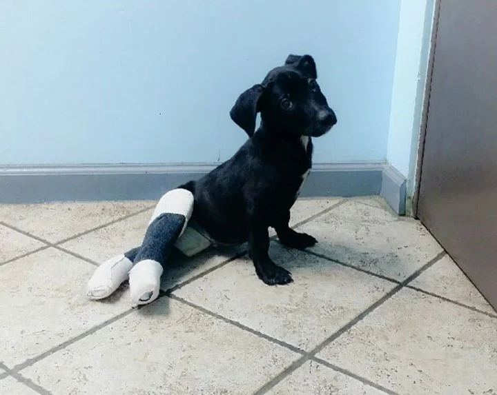 Maximus Maximus