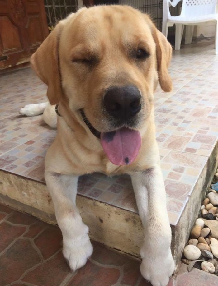 Messy el labrador Messy el labrador