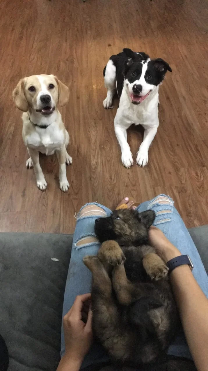 Pareja adopta perros Pareja adopta perros