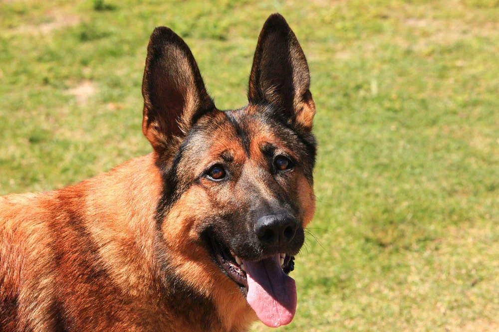 El Pastor belga malinois
