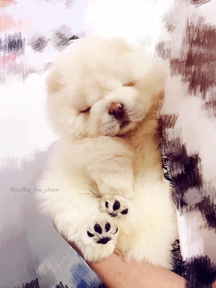 Patas de un cachorro