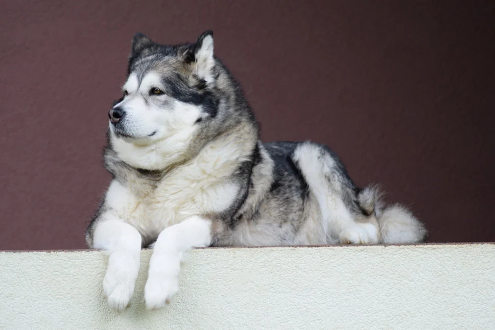 Principales diferencias entre las razas Husky Siberiano y Alaskan Malamute 7 Perro Alaskan Malamute