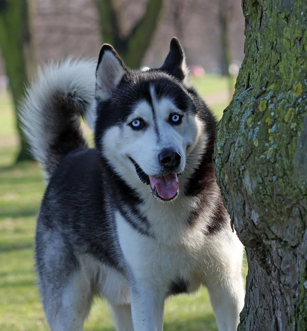 Principales diferencias entre las razas Husky Siberiano y Alaskan Malamute 6 Perro Husky Siberiano