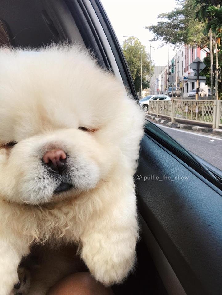 Perro Puffie