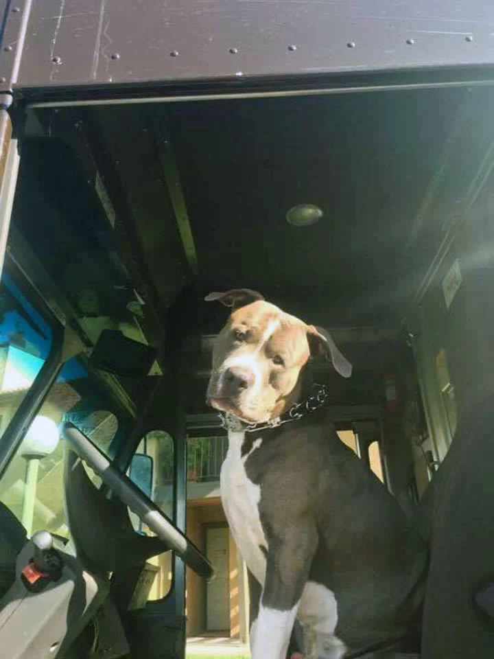 Perro adoptado