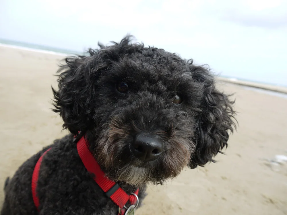 Perro caniche Perro caniche de pelaje negro