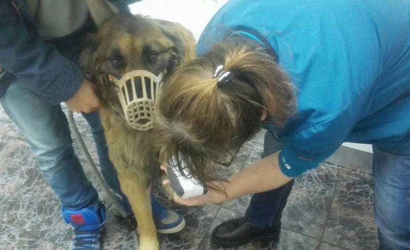 Perro con miedo