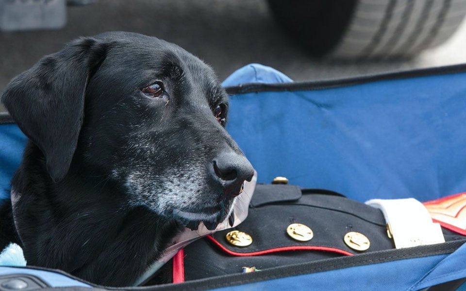 Perro de la marina es despedido con honores