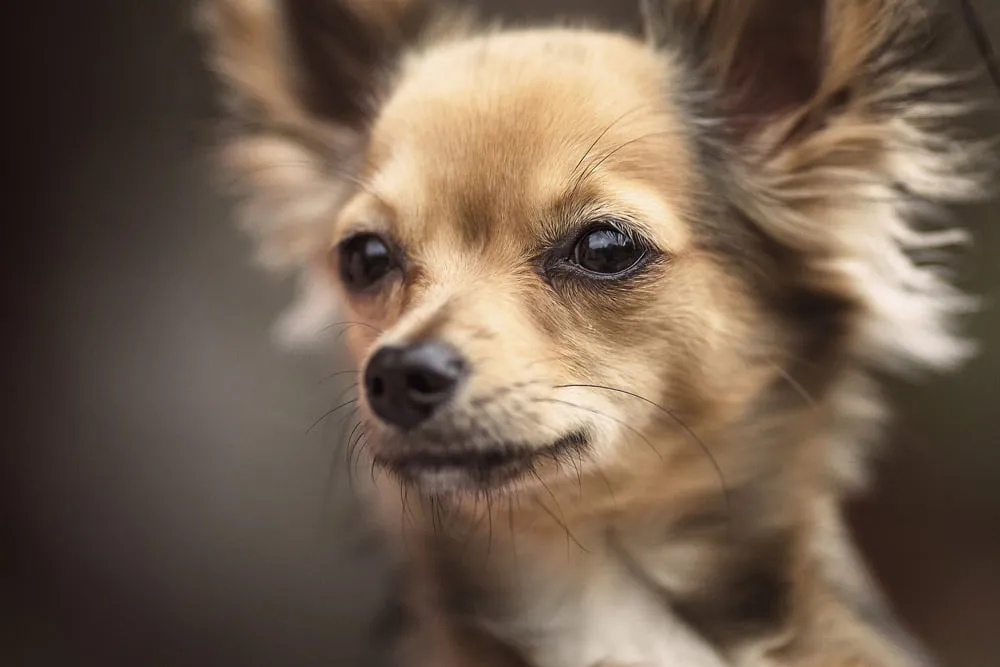 Perro de raza Chihuahua