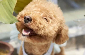 Perro de raza Poodle