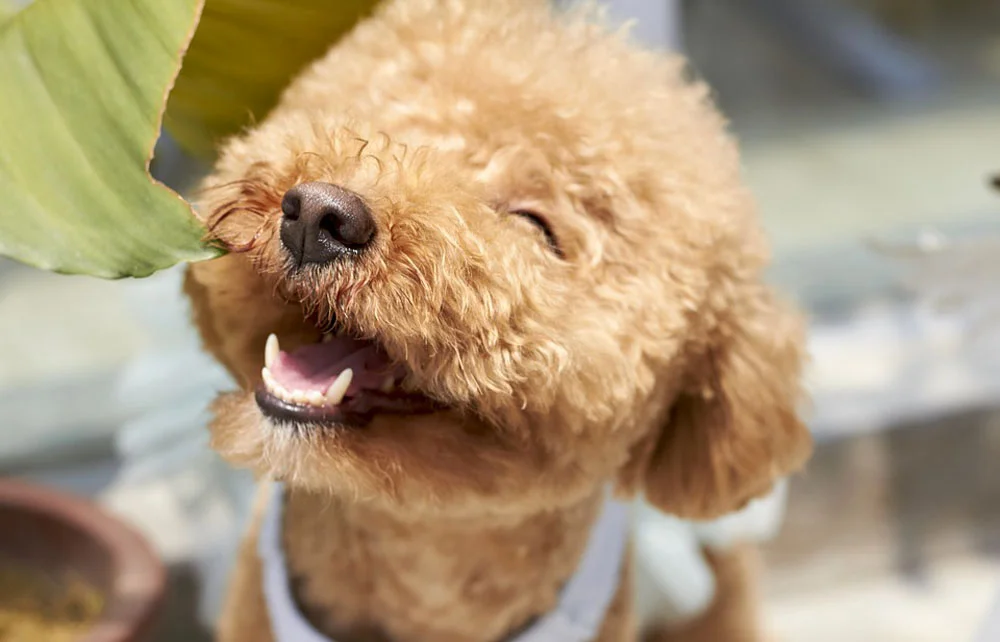 Perro de raza Poodle Perro de raza Poodle
