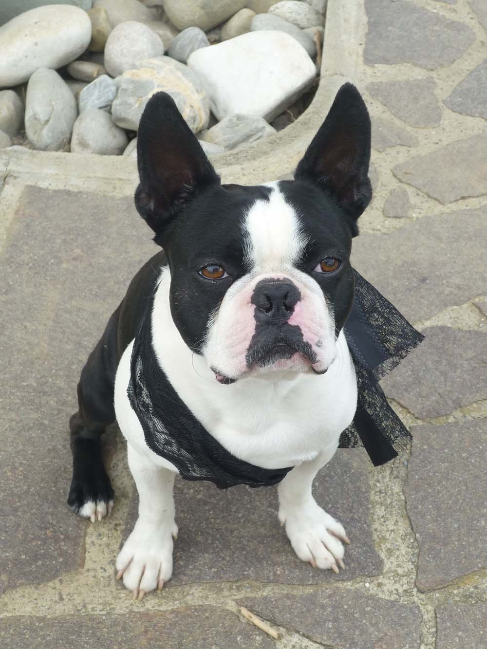 Boston terrier Perro de raza canina boston terrier