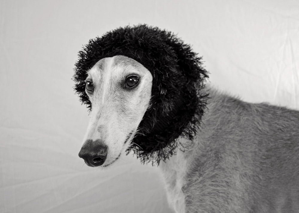 Galgo Perro de raza canina galgo