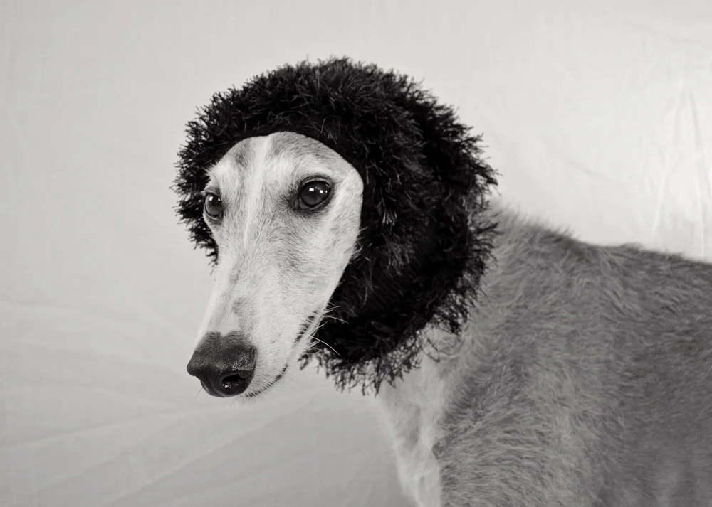 Galgo Perro de raza canina galgo