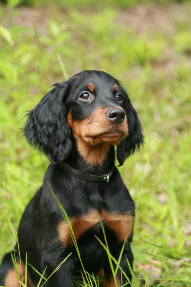 Gordon Setter O Setter Escocés, Cuidados, Características Y Curiosidades