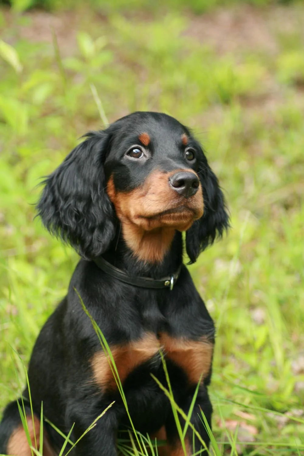 Los perros de raza Setter escocés pueden vivir entre 10 y 12 años