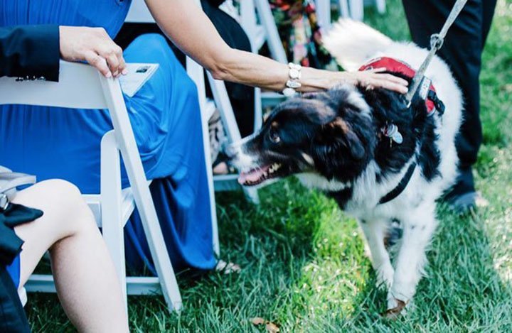 Perro de tres patas en una boda Perro de tres patas en una boda