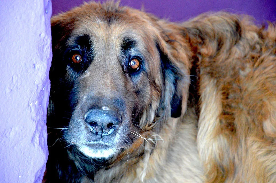 Perro encadenado 8 años