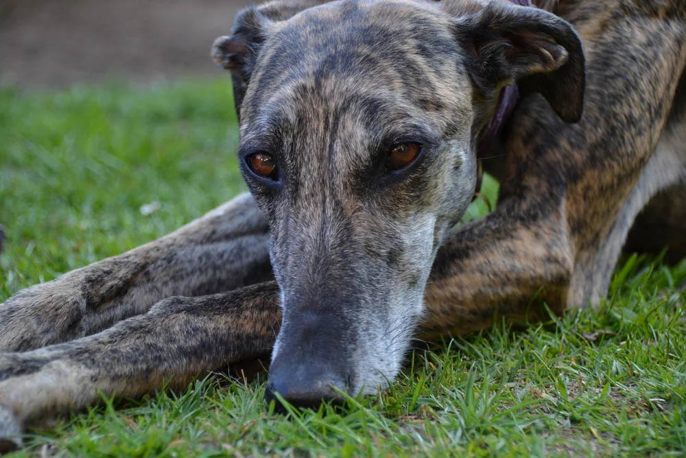 El galgo español tiene sus ojos pequeños, oblicuos y de forma almendrada El galgo español tiene sus ojos pequeños, oblicuos y de forma almendrada