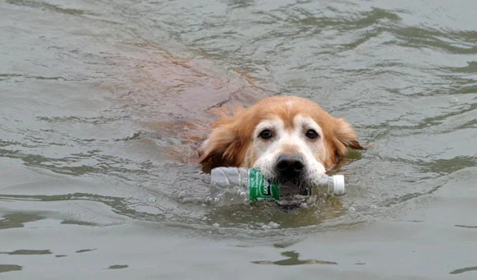 Perro limpia la basura de un río Perro limpia la basura de un río
