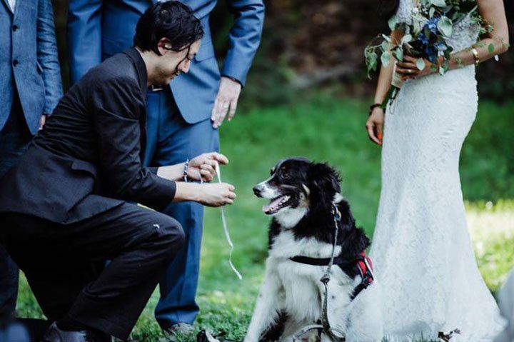 Perro lleva los anillos de la boda