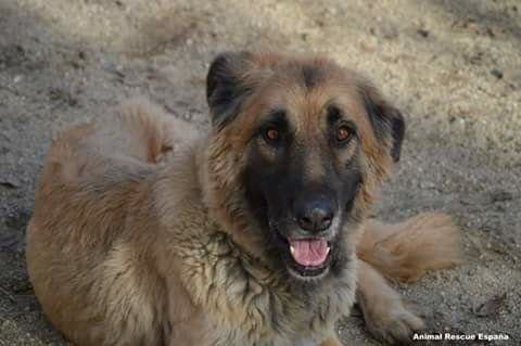 Perro maltratado