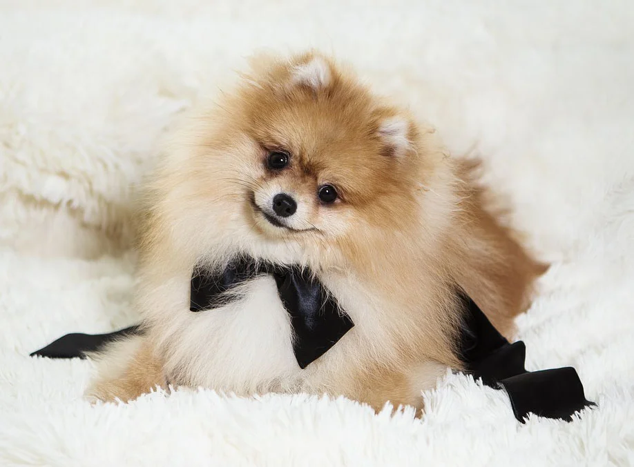 spitz enano en una alfombra