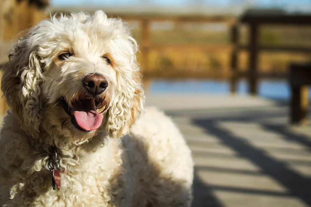Perro poodle Perro poodle