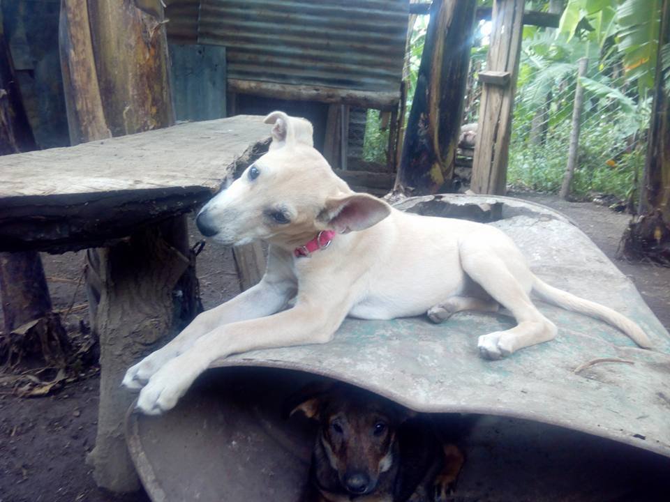 Perro rescatado por Ismael