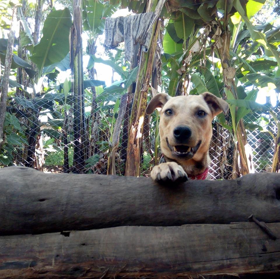 Perro salvado por Ismael