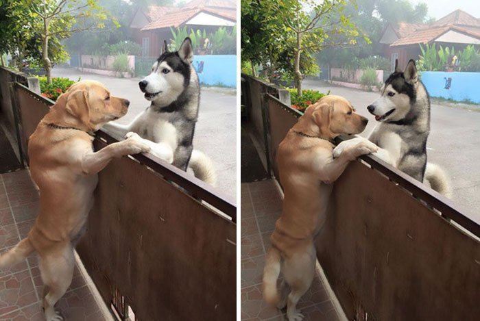 Perro se abraza con su mejor amigo Perro se abraza con su mejor amigo