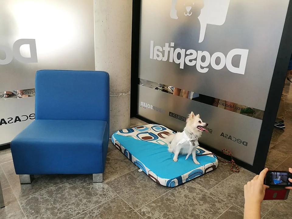 Perro visita a su dueño Perro visita a su dueño