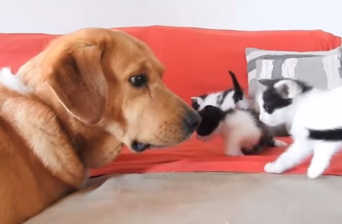 Perro y gatitos