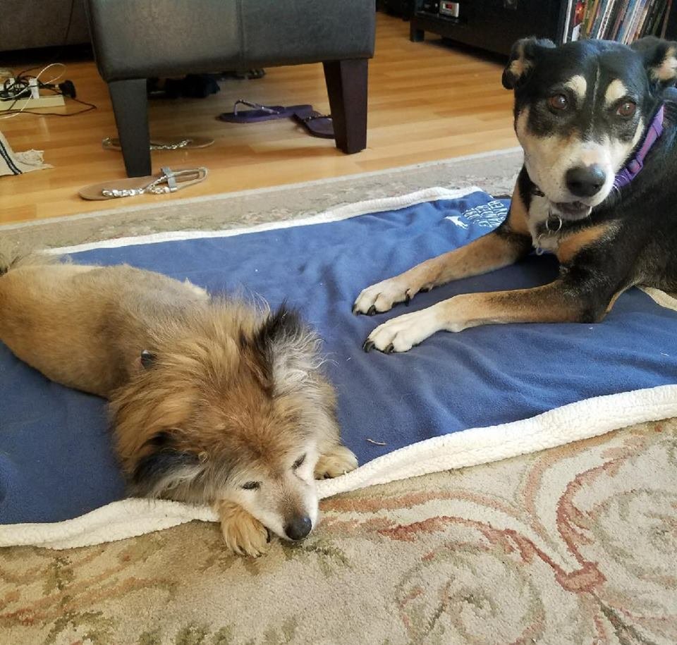 Perro y su amigo Perro y su amigo