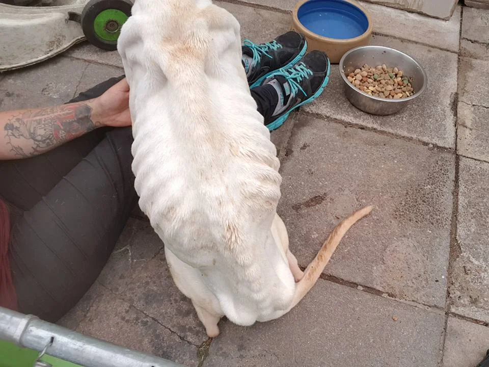 Mujer dejó a sus perros sin agua ni comida durante tres semanas por haberse separado de su pareja 2 Perros abandonados