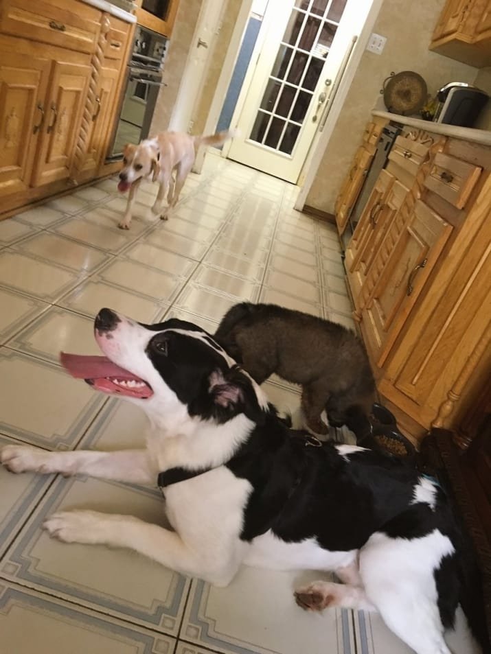 Perros adoptados Perros adoptados