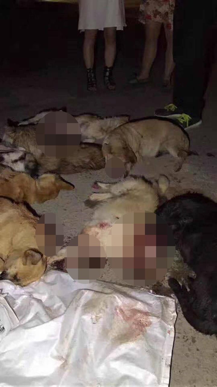 Perros asesinados en china