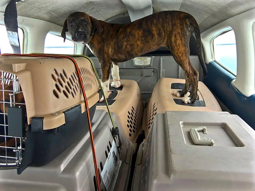 Perros en avión Perros en avión