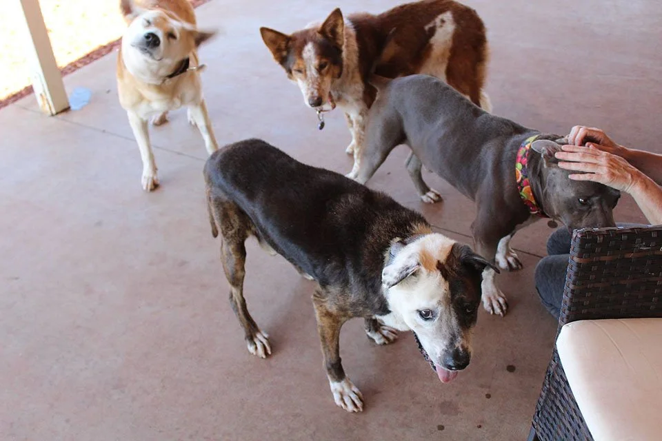Perros en casa de Kelly