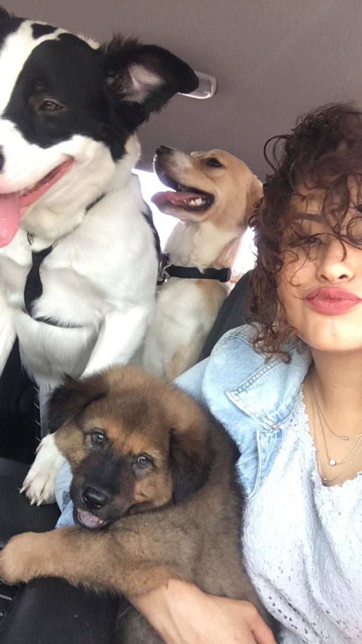 Perros felices Perros felices