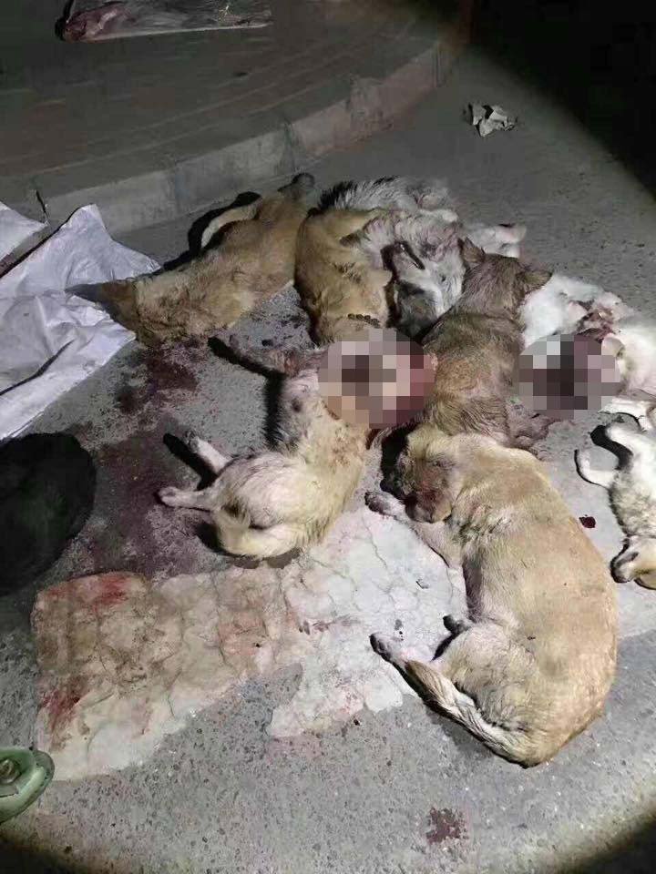 Perros golpeados en china