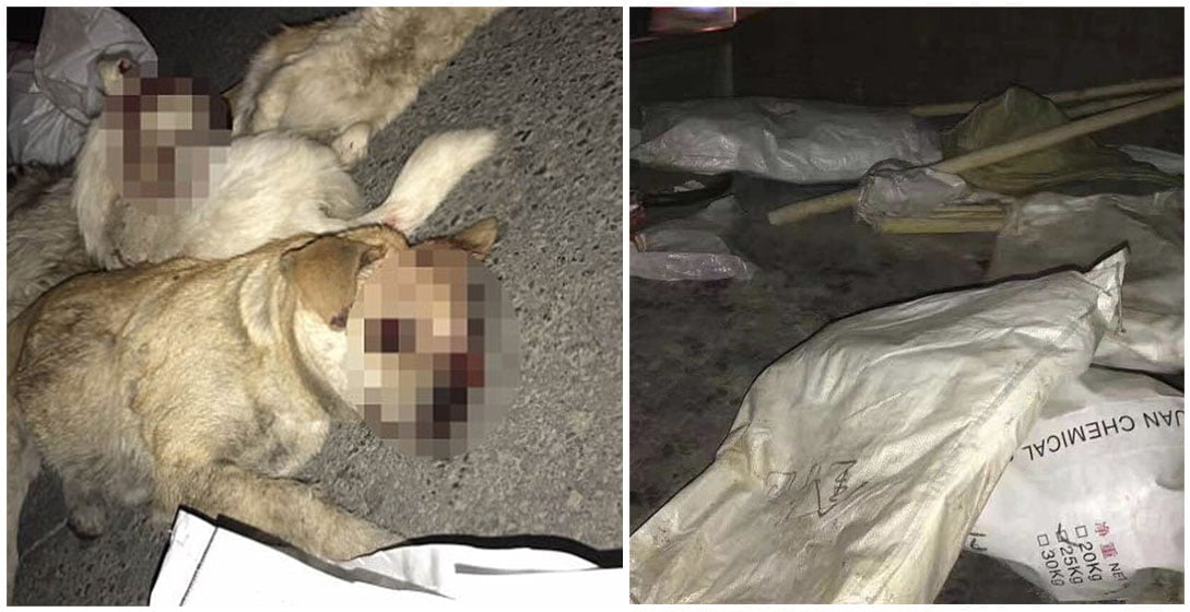 Perros golpeados hasta la muerte en China