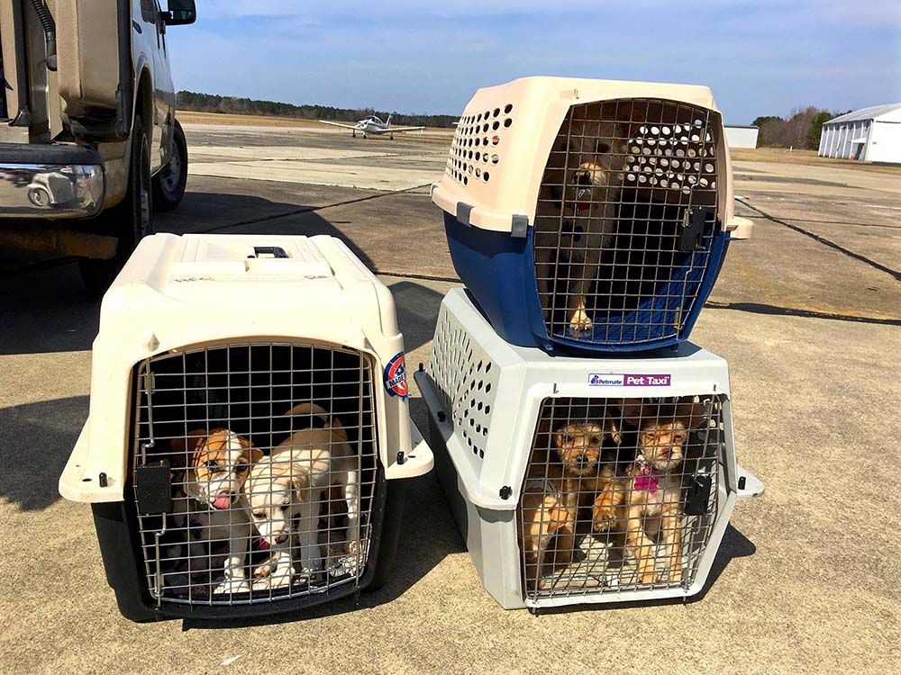 Perros rescatados